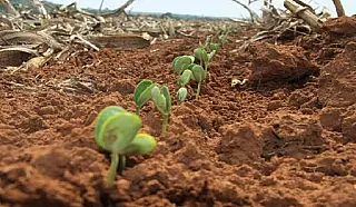 Plantio da soja avança no Mato Grosso do Sul