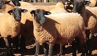 IAGRO exige aplicativo para transporte de Caprinos e Ovinos em MS
