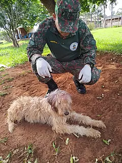 NOVA ANDRADINA: PMA autua mulher de 36 anos por maus-tratos a um cachorro