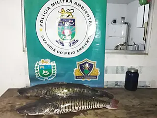 Polícia Militar Ambiental prende e autua 44 pescadores