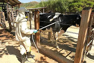Carrapato causa prejuízos bilionários à pecuária de MS e desafia produtores