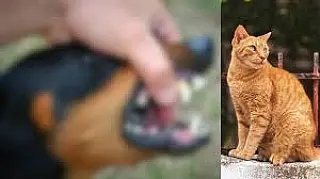 Justiça de MS mantém indenização a dona de gata morta por ataque de cães em Aparecida do Taboado