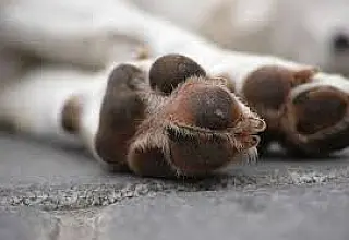 Vizinho é denunciado por matar cachorros em Taboado