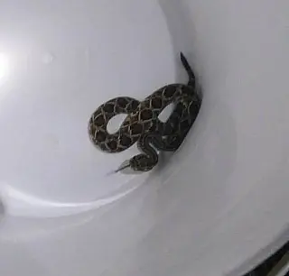 Nova Andradina - Cascavel é encontrada dentro de residência