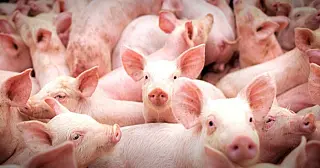 Com apoio das políticas agrícolas do Governo, suinocultura de MS bate recordes de produtividade