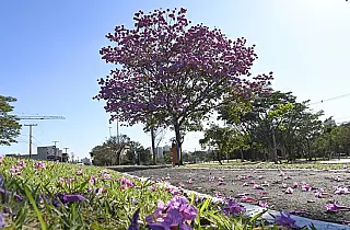Semana começa com tempo estável, mas com previsão de queda na temperatura na quinta-feira