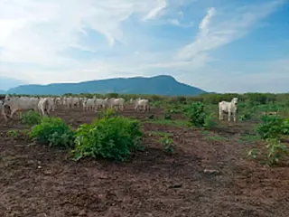 MPMS investiga desmatamento ilegal em fazenda de Corumbá