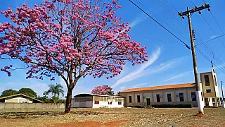 Natureza em destaque: ipês-rosas colorem paisagens de Selvíria