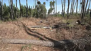 Sem dados completos, Amazônia tem recorde de alerta de desmate para um mês de janeiro, aponta Inpe.