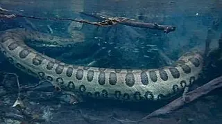 Turista australiano fica 'cara a cara' com sucuri gigante nas águas cristalinas de Bonito em MS