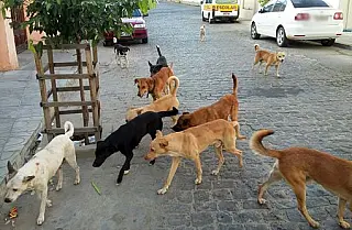 Cães de rua atacam moradores em Sidrolândia