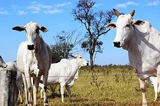 Produtores de Aparecida do Taboado devem fazer declaração do rebanho até 30 de novembro