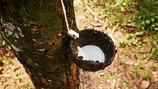 Sindicato Rural oferece curso gratuito de sangria de seringueira