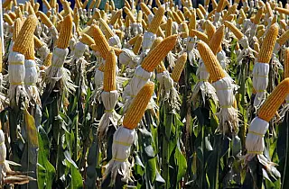Famasul indica início da colheita do milho no MS