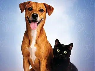 O Ministério Público de Mato do Sul, reforça proteção aos animais