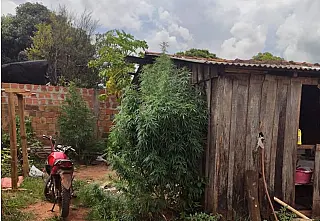 Mulher é presa por cultivar maconha no próprio quintal em Coronel Sapucaia