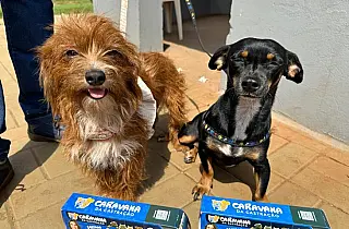 Governo de MS encerra 2025 com mais de 16 mil animais castrado