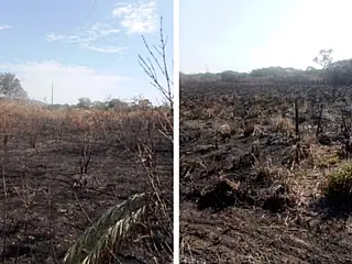 MPMS apura queima de mais de 130 hectares em fazenda de Caracol