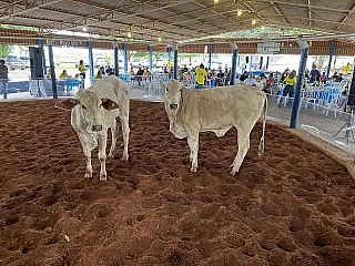 Leilão Amigos da Equoterapia é realizado em Aparecida do Taboado 