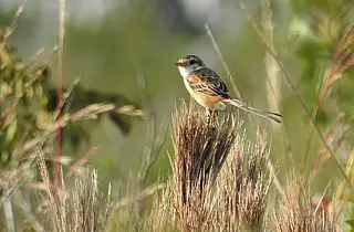 Mato Grosso do Sul é destaque na observação de aves livres