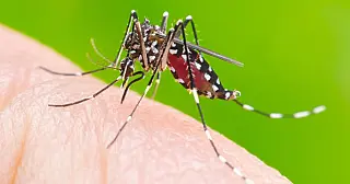 Jateí continua sendo uma das maiores incidência de dengue no Estado