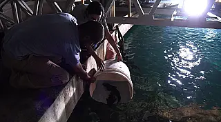 Reprodução de peixes no Bioparque Pantanal poderá repovoar rios no futuro