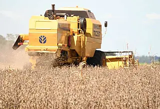 Maracaju, P. Porã, Sidrolândia e Dourados seguem liderando safra de soja