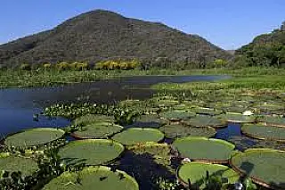 Pantanal de MS pode se tornar patrimônio nacional