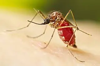 Cassilândia confirma primeiro caso de dengue tipo III e emite alerta à população
