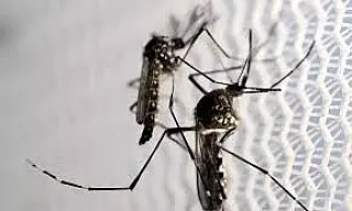 Dengue faz mais uma vítima em Mato Grosso do Sul e número de mortes chega a 16