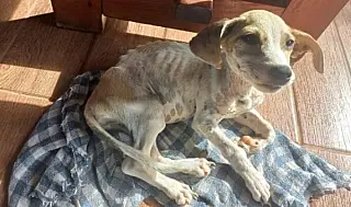 Delegacia virtual facilita denúncias de maus-tratos a animais em MS