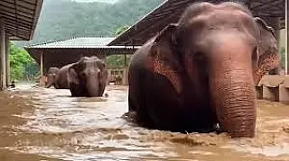 Elefantes fogem de inundação em Chiang Mai