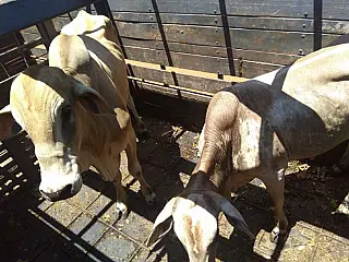 Touros furtados em Nova Andradina são recuperados em Angélica