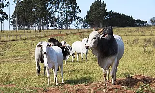 Pecuaristas têm até 30 de novembro para atualizar cadastro de rebanhos na Iagro