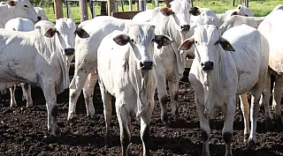 Transporte bovino, vazio sanitário e exportações são destaques no MS no Campo desta semana