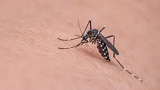 Secretaria de Saúde investiga primeiro caso suspeito de dengue tipo 4 em MS
