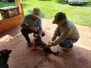 Vacinação contra a raiva animal será dia 19 de outubro em Selvíria
