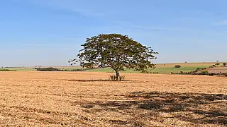 Imasul cancela autorizações para corte de árvores em municípios de MS