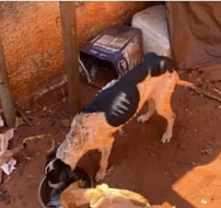 Mulher é presa por maus-tratos a cães em Santa Fé do Sul