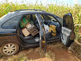Polícia apreende 580 kg de droga em milharal