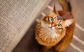 Dia Mundial do Gato
