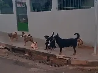 Cachorros soltos causam acidente grave com bicicleta elétrica