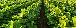 Município se consolida como polo do agronegócio no Vale do Ivinhema.