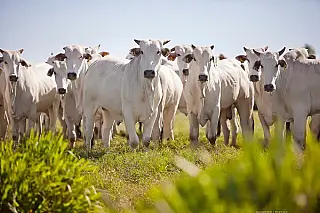 Pecuária de corte exige gestão eficiente para reduzir custos e aumentar competitividade