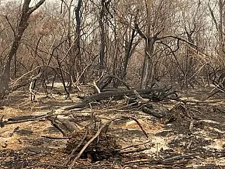 MPMS firma TAC para recuperação de áreas incendiadas em fazendas no Pantanal de Miranda