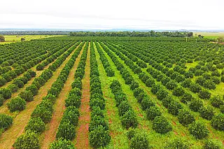 Investimentos em Paranaíba impulsionam citricultura no Ms