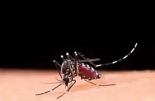 Dengue: MS confirma mais de 1.621 casos e registra primeira morte em 2025 na cidade de Inocencia 