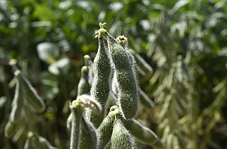 Quase 1 milhão de hectares de soja ainda não foram cadastrados em MS