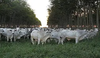 MS possui 3ª maior área agrícola financiada pelo Programa Agricultura de Baixo Carbono no país
