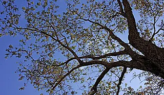Última semana de outono será de tempo firme e temperaturas agradáveis em MS
